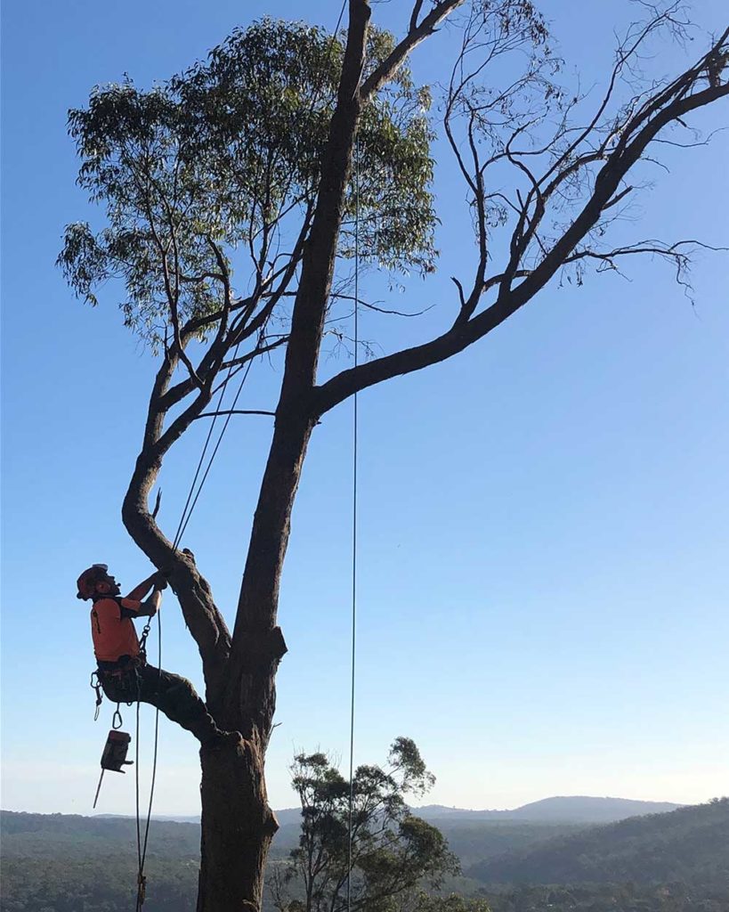Heartwood Tree Service, Tree removal